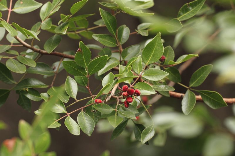 Evergreen Sumac Evergreen Sumac