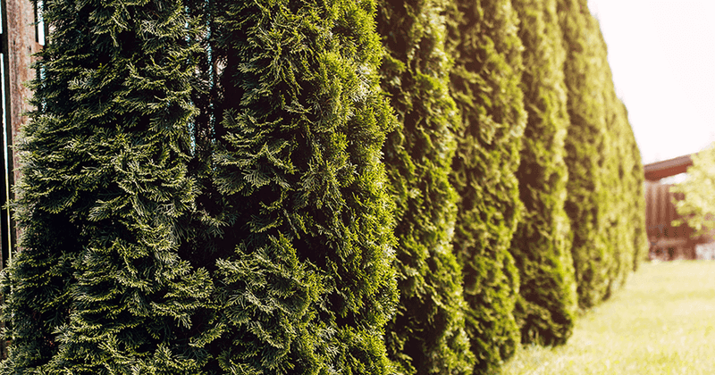 Evergreens Need An Even Earlier Cutoff