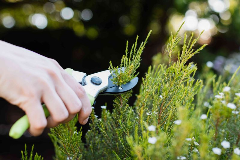 Evergreens Need Their Own Schedule Evergreens Need Their Own Schedule