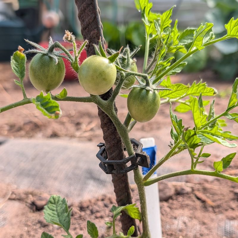 Every August Week Matters For The Fall Harvest
