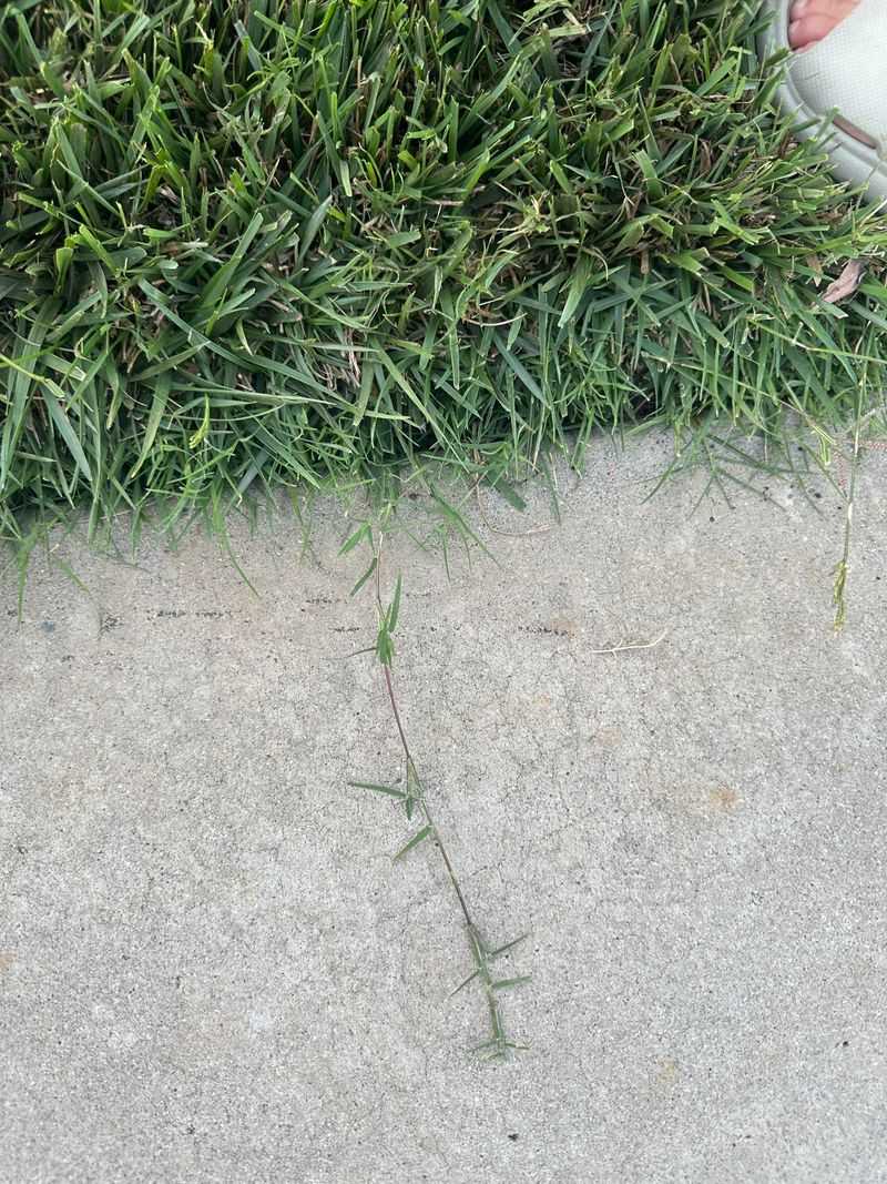 Every Little Root Piece Can Start The Comeback Every Little Root Piece Can Start The Comeback