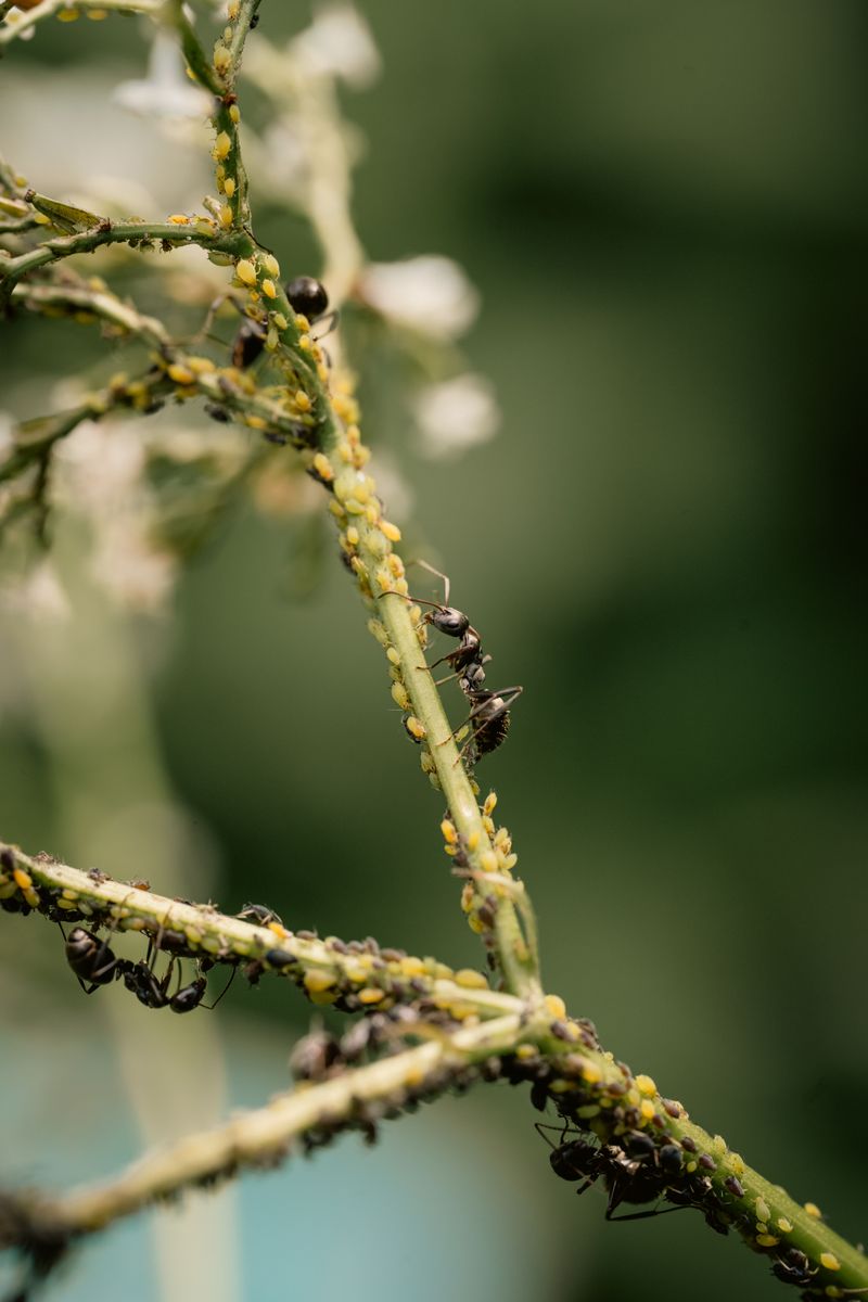 Examine Stems For Pest Damage