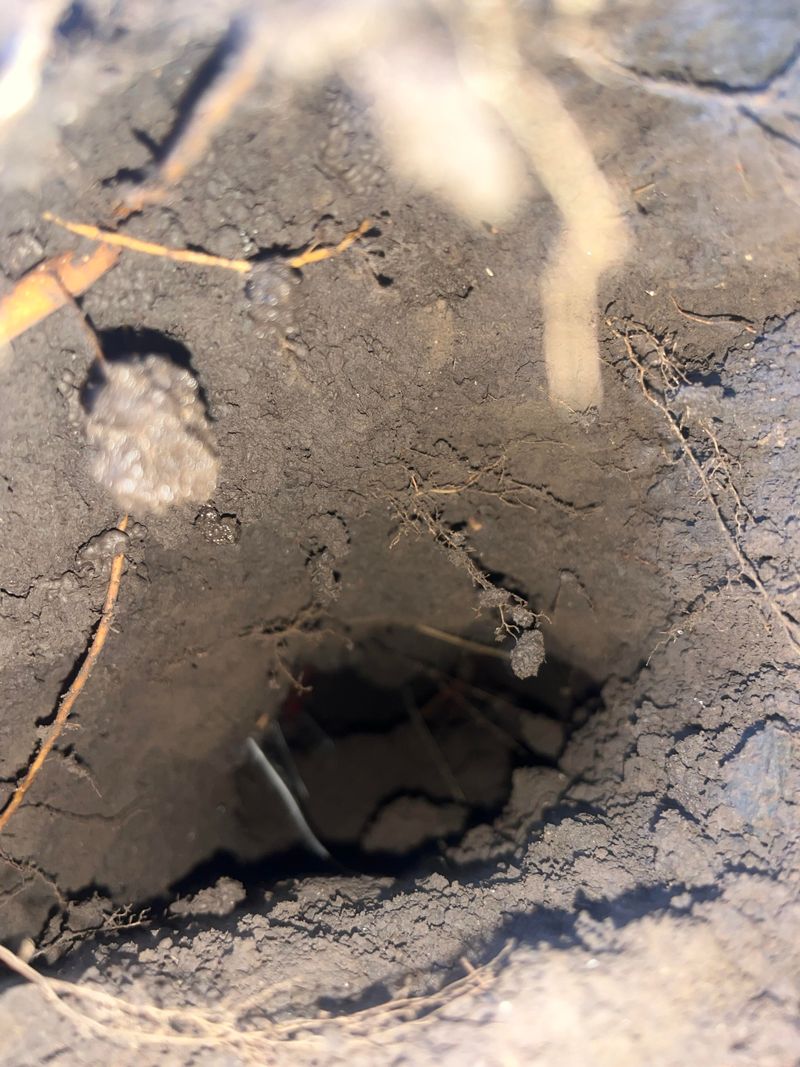 Examine Tunnel Width For Size Clues Examine Tunnel Width For Size Clues