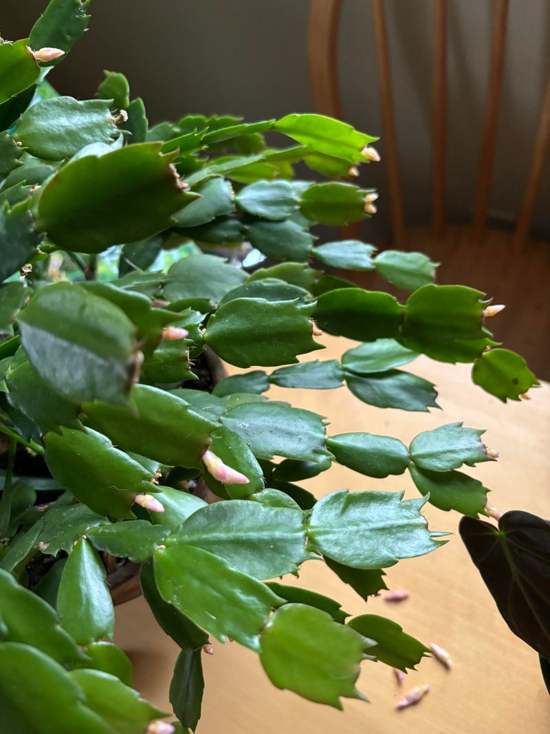 Excess Direct Sunlight Scorches Tender Buds Excess Direct Sunlight Scorches Tender Buds