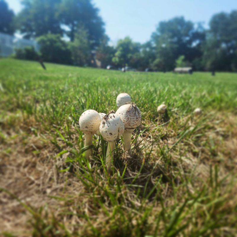 Excess Moisture And Humidity Create Perfect Fruiting Conditions