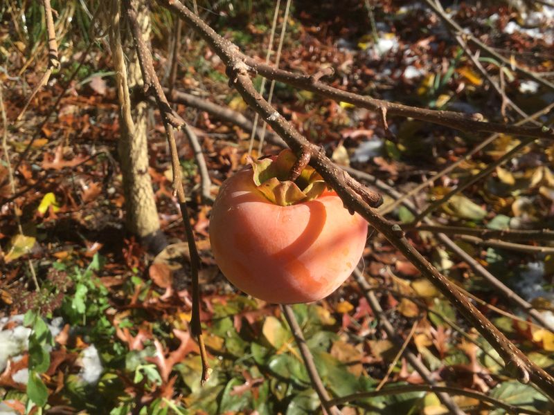 Excess Nitrogen Can Cause Persimmon Fruit Drop Excess Nitrogen Can Cause Persimmon Fruit Drop