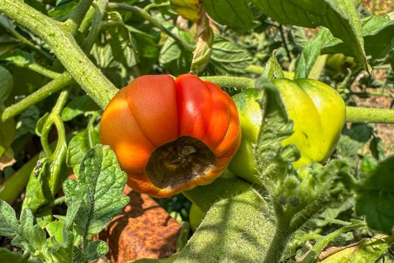 Excess Nitrogen Can Increase Susceptibility