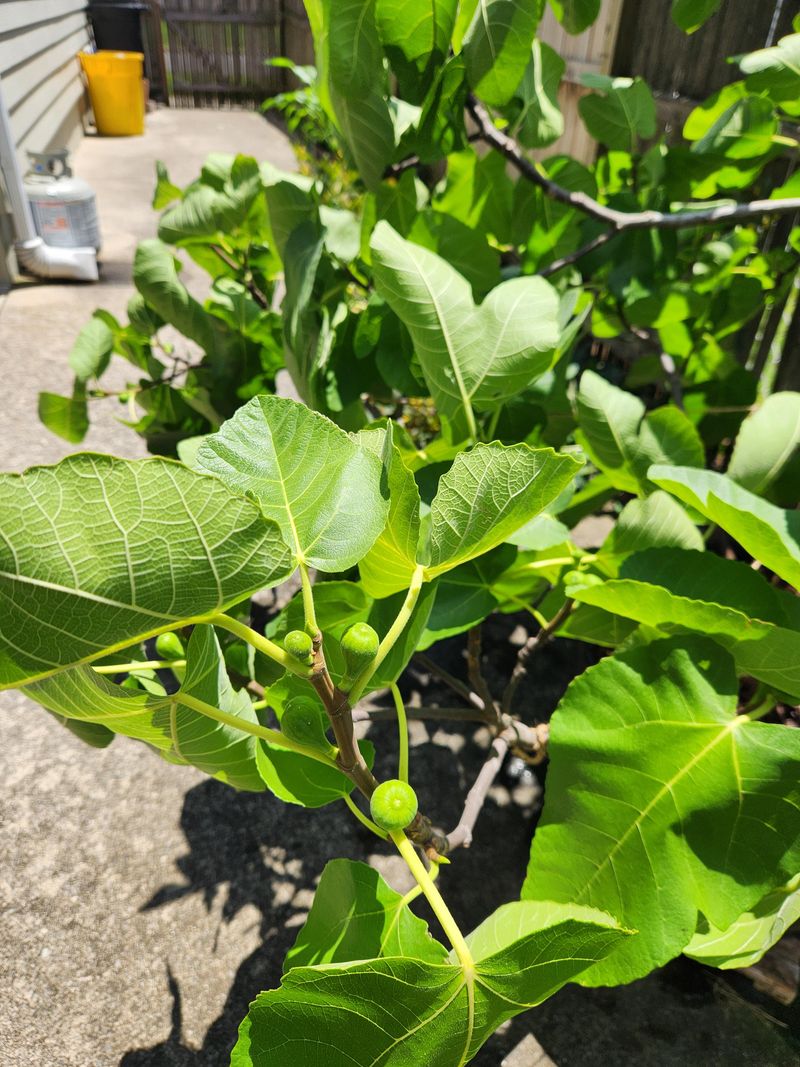 Excess Nitrogen Can Push Leaves Instead Of Ripe Figs