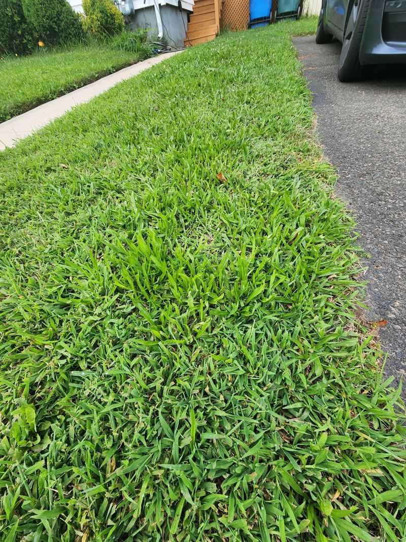 Excess Nitrogen Delays Dormancy Preparation
