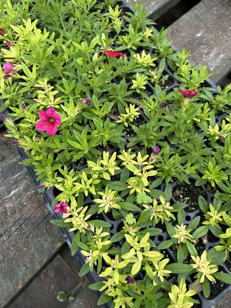 Excess Nitrogen Favors Leaves Over Length Excess Nitrogen Favors Leaves Over Length