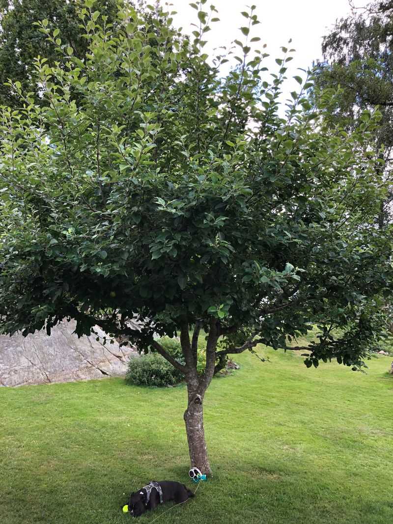 Excess Nitrogen Fertilizer Favors Leaves Over Fruit