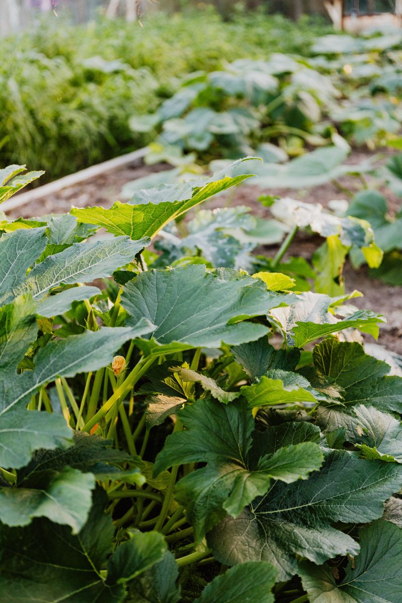 Excess Nitrogen Fertilizer That Favors Leaves Over Flowers