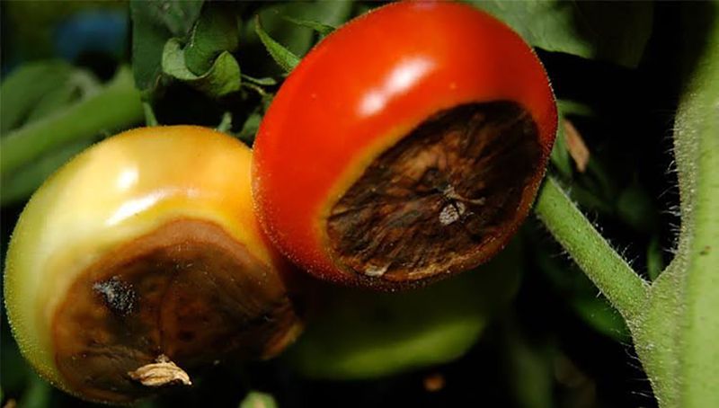 Excess Nitrogen Raises The Risk