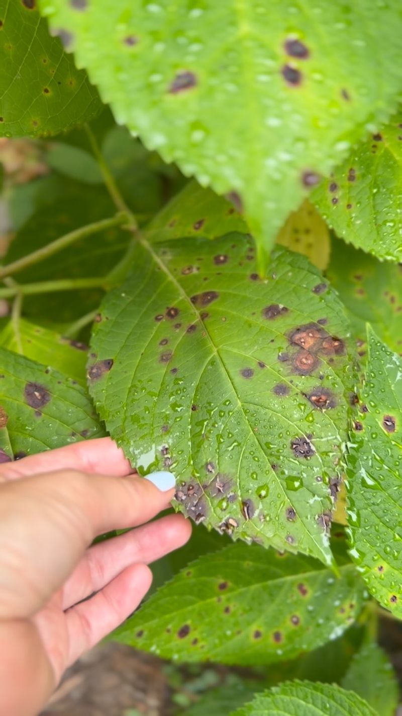 Excess Nitrogen Weakens Leaf Resistance Excess Nitrogen Weakens Leaf Resistance