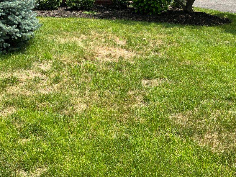 Excess Water Weakens Turf During Rainy Summer Weeks Excess Water Weakens Turf During Rainy Summer Weeks