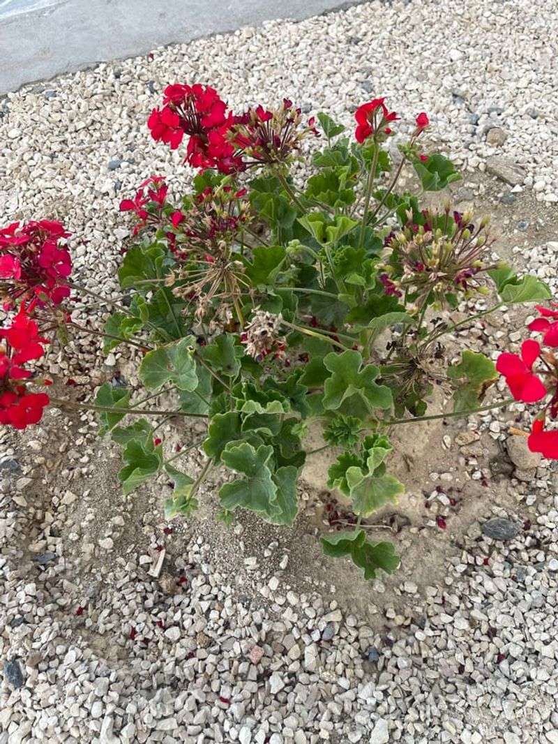 Excess Watering Encourages Foliage Over Flowers Excess Watering Encourages Foliage Over Flowers