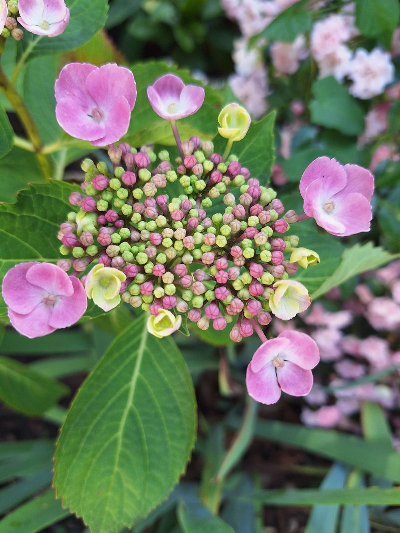 Excessive Shade Limits Blooming Excessive Shade Limits Blooming