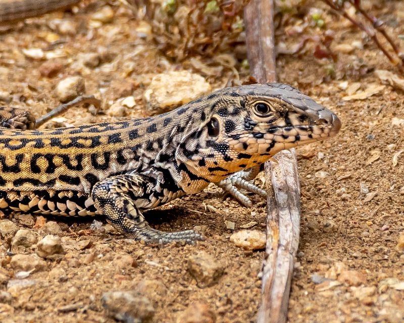 Existing Burrows May Work Just As Well For Shelter