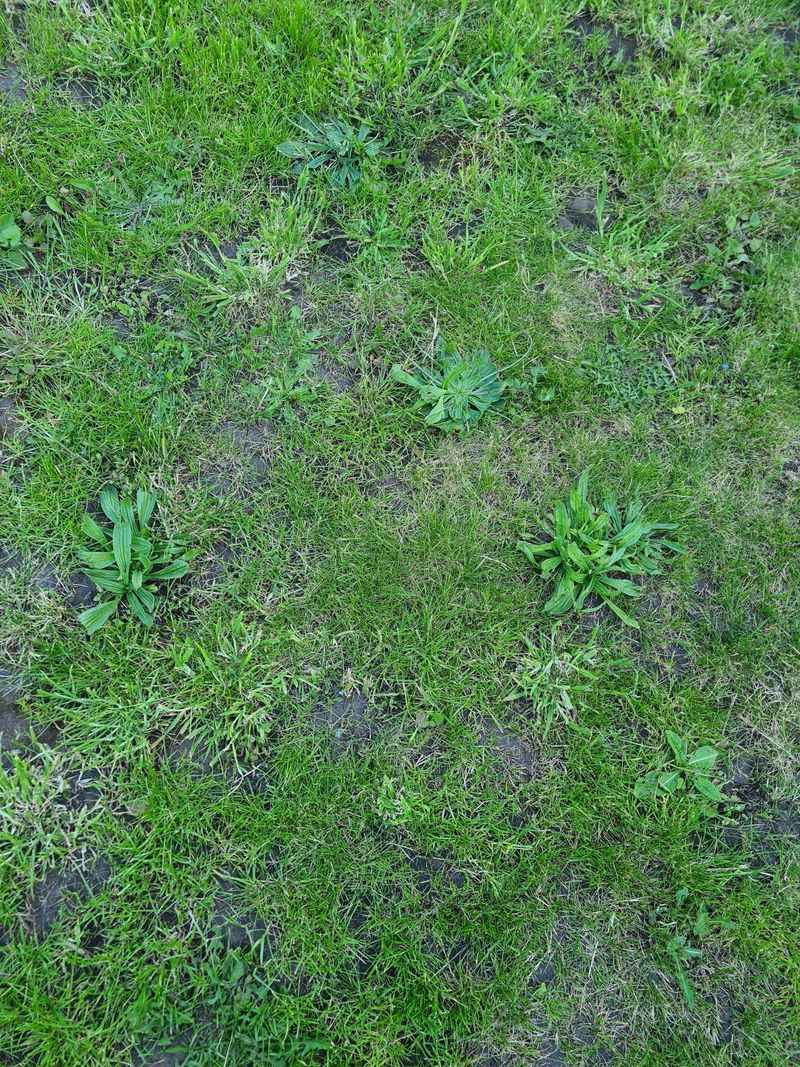 Existing Weeds Are Outcompeting New Grass Existing Weeds Are Outcompeting New Grass