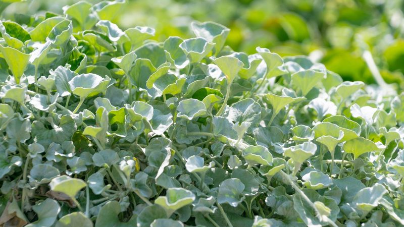 Expect A Groundcover, Not A Heavy-Traffic Lawn Expect A Groundcover, Not A Heavy-Traffic Lawn