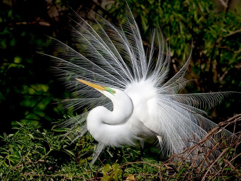 Expect A Solitary Visit Instead Of A Flock
