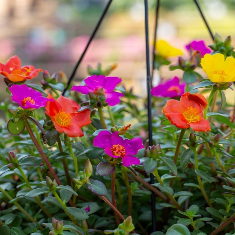 Expect Color Through Late Summer Expect Color Through Late Summer