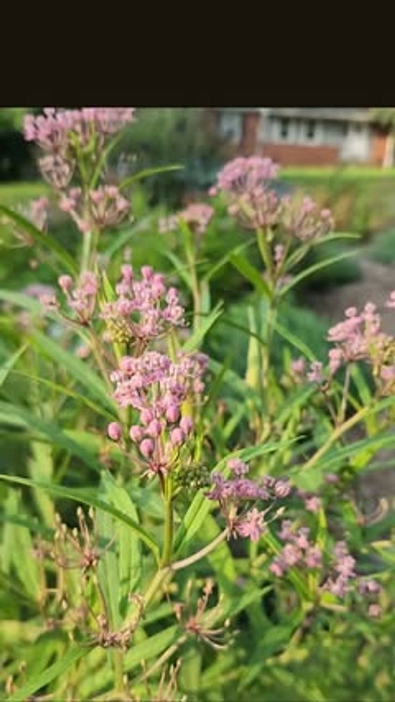 Expect Flowers Into Early Fall, Not A Frost Guarantee Expect Flowers Into Early Fall, Not A Frost Guarantee