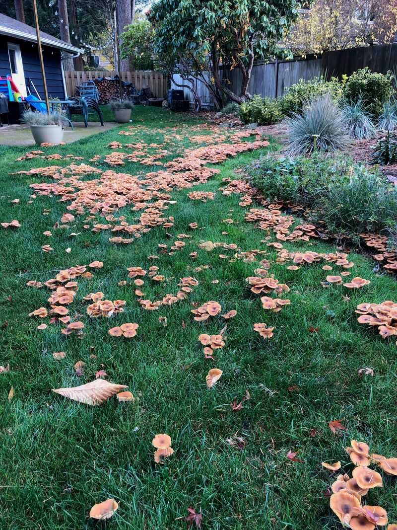 Expect Fungi After Several Wet Days Expect Fungi After Several Wet Days