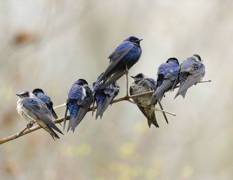 Expect Larger Flying Insects On The Menu