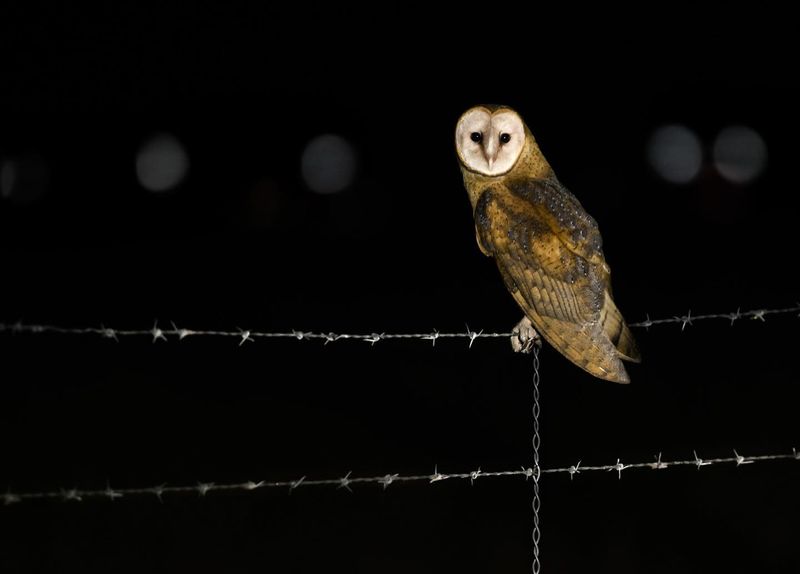 Expect Night Hunts Over Open Ground