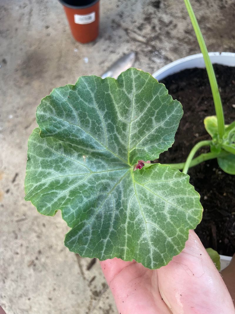 Expect Older Leaves To Show It First