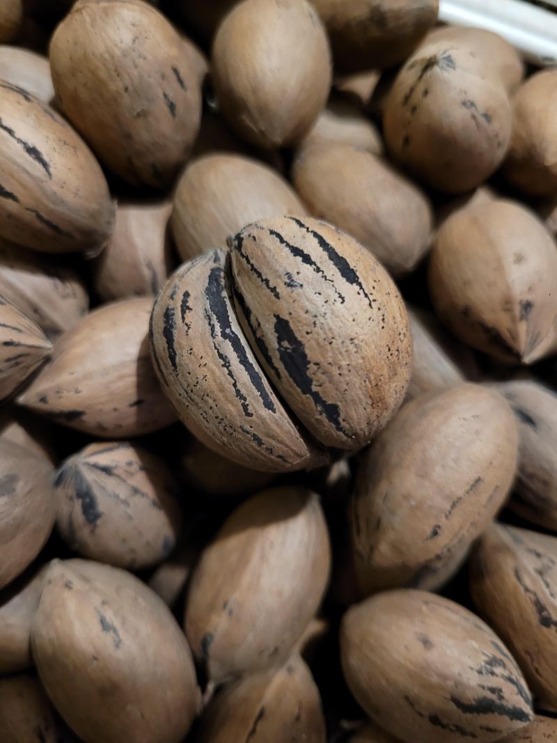 Expect Some August Nut Drop Naturally Expect Some August Nut Drop Naturally