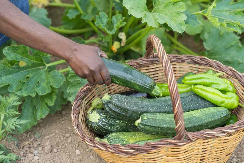 Expect The Main Ohio Zucchini Harvest During Summer Expect The Main Ohio Zucchini Harvest During Summer