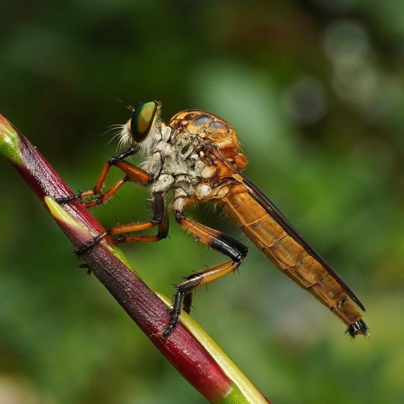 Expect Them Where Flying Prey Is Moving Expect Them Where Flying Prey Is Moving