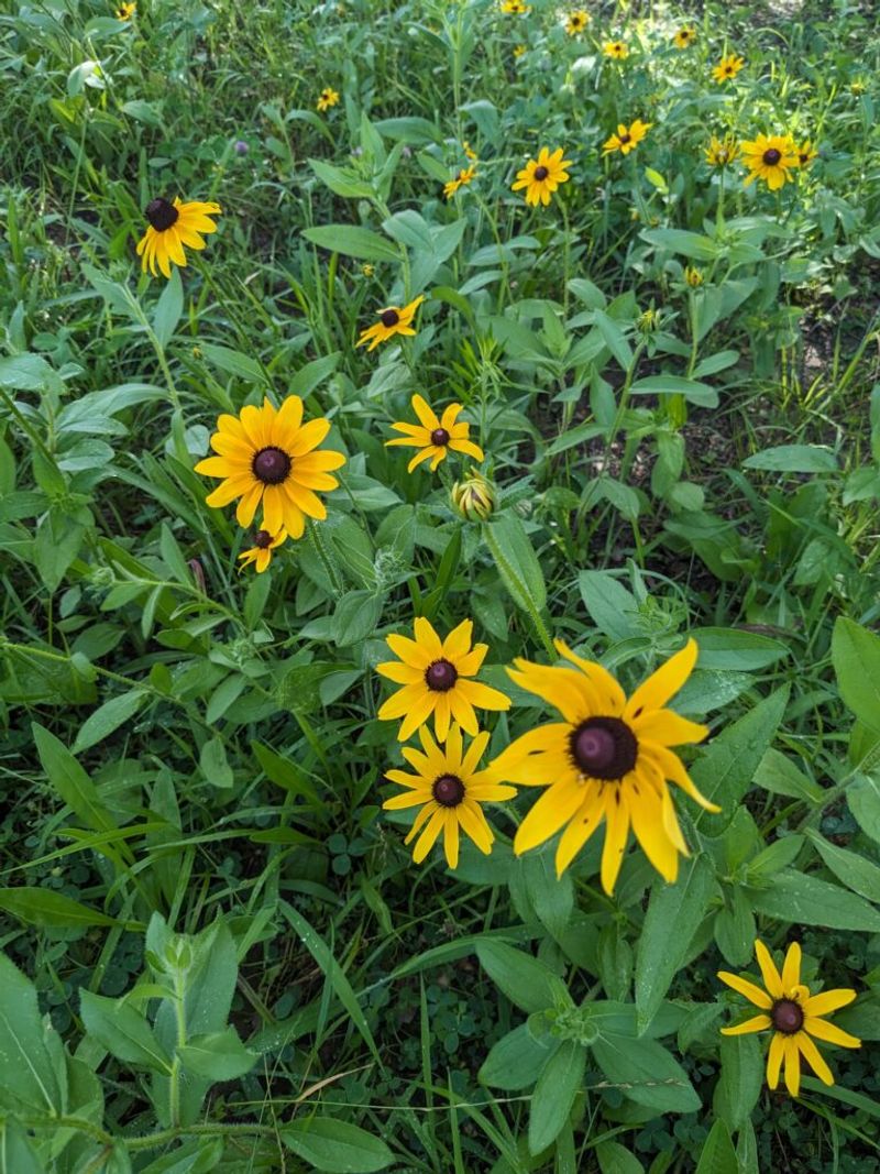 Expect Volunteers Beyond The Original Clump
