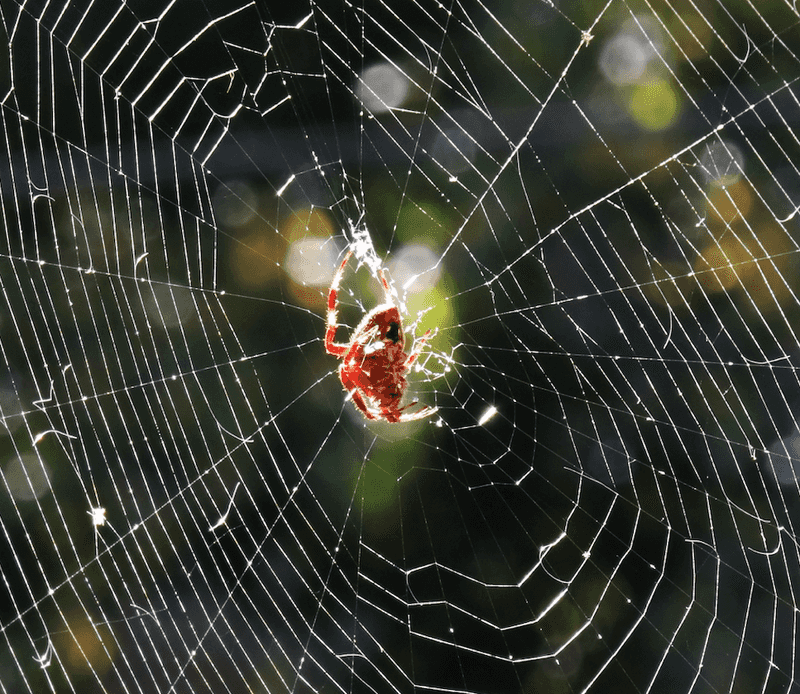 Expect Web Builders Where Prey Stays Busy
