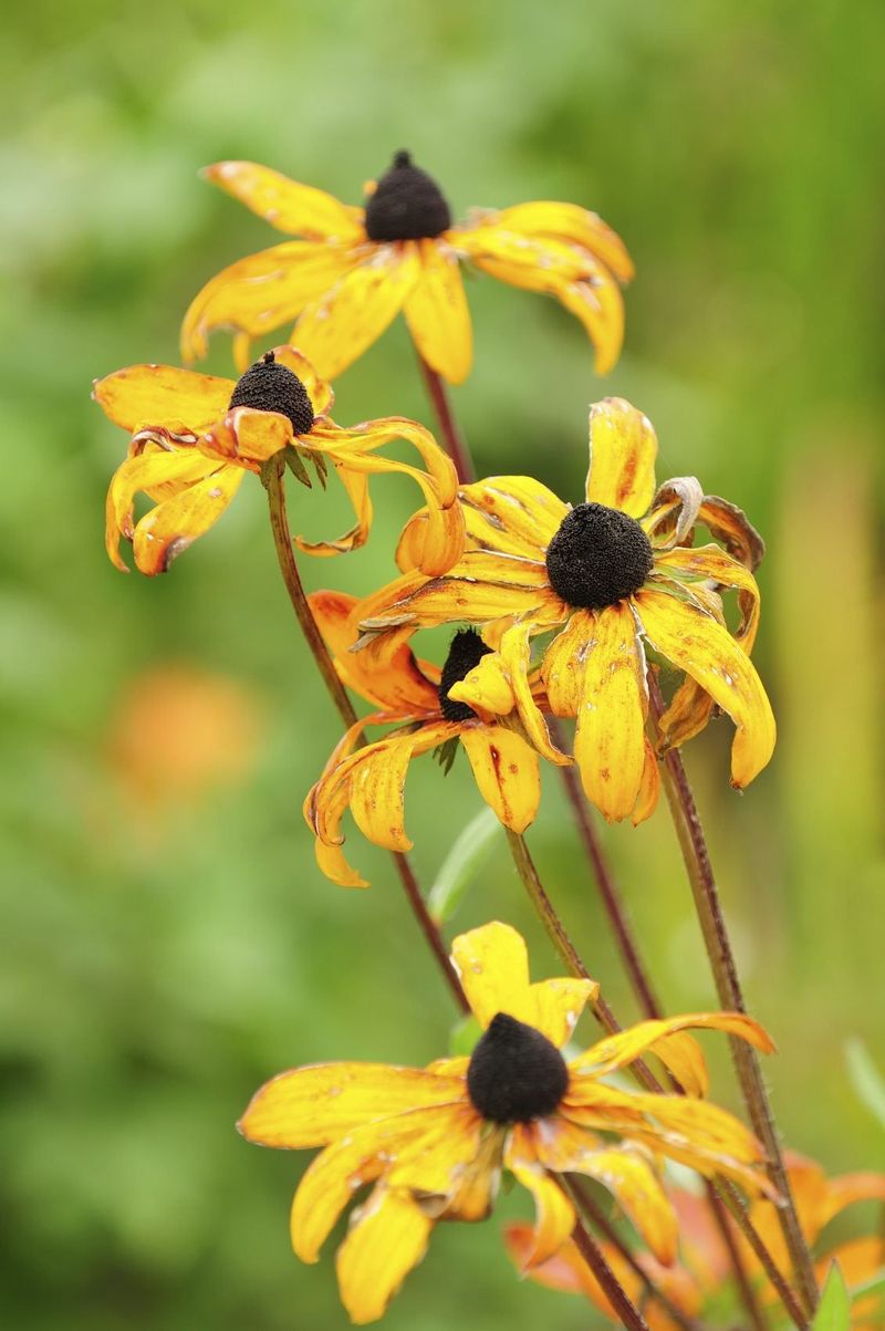 Expect a Long Bloom Window, Not Nonstop Flowers