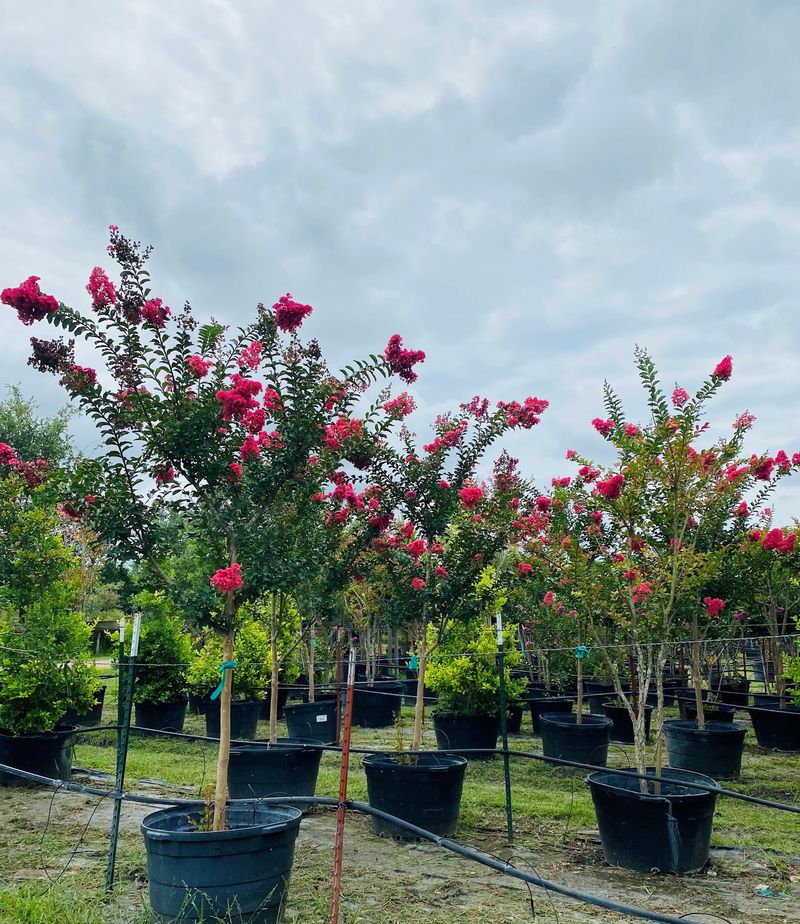Explore Bigger Specimens At PermaVista Trees