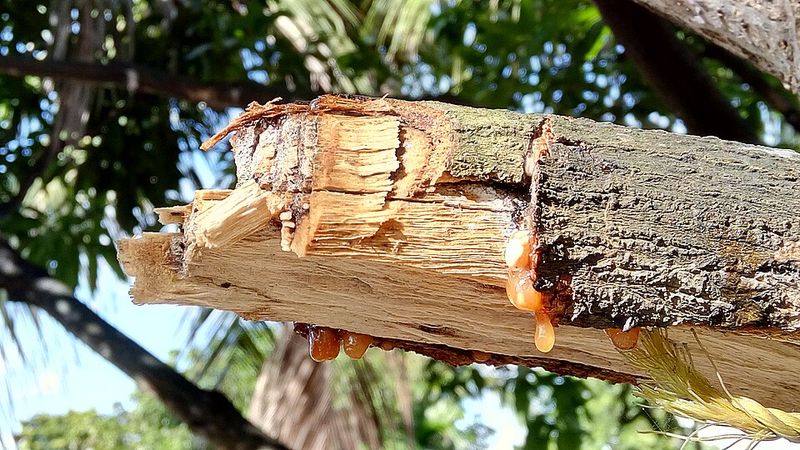 Exposed Bark Needs Protection In Summer Heat