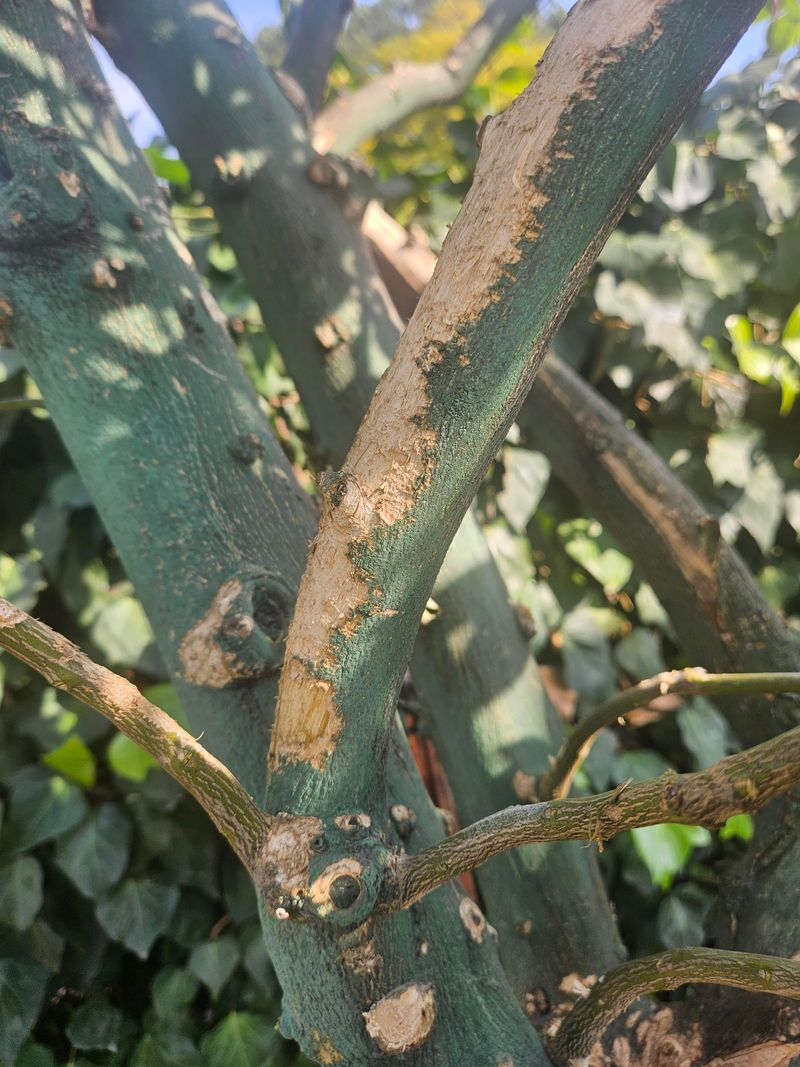 Exposed Branches Can Scorch In A Hurry