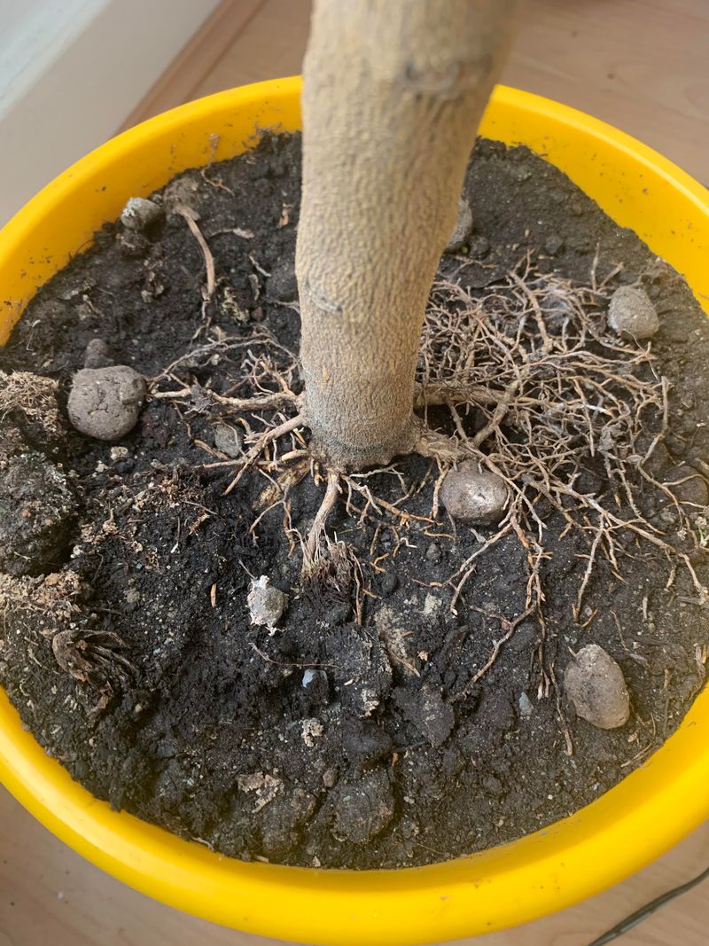 Exposed Root Flare Improves Airflow Around The Base Exposed Root Flare Improves Airflow Around The Base