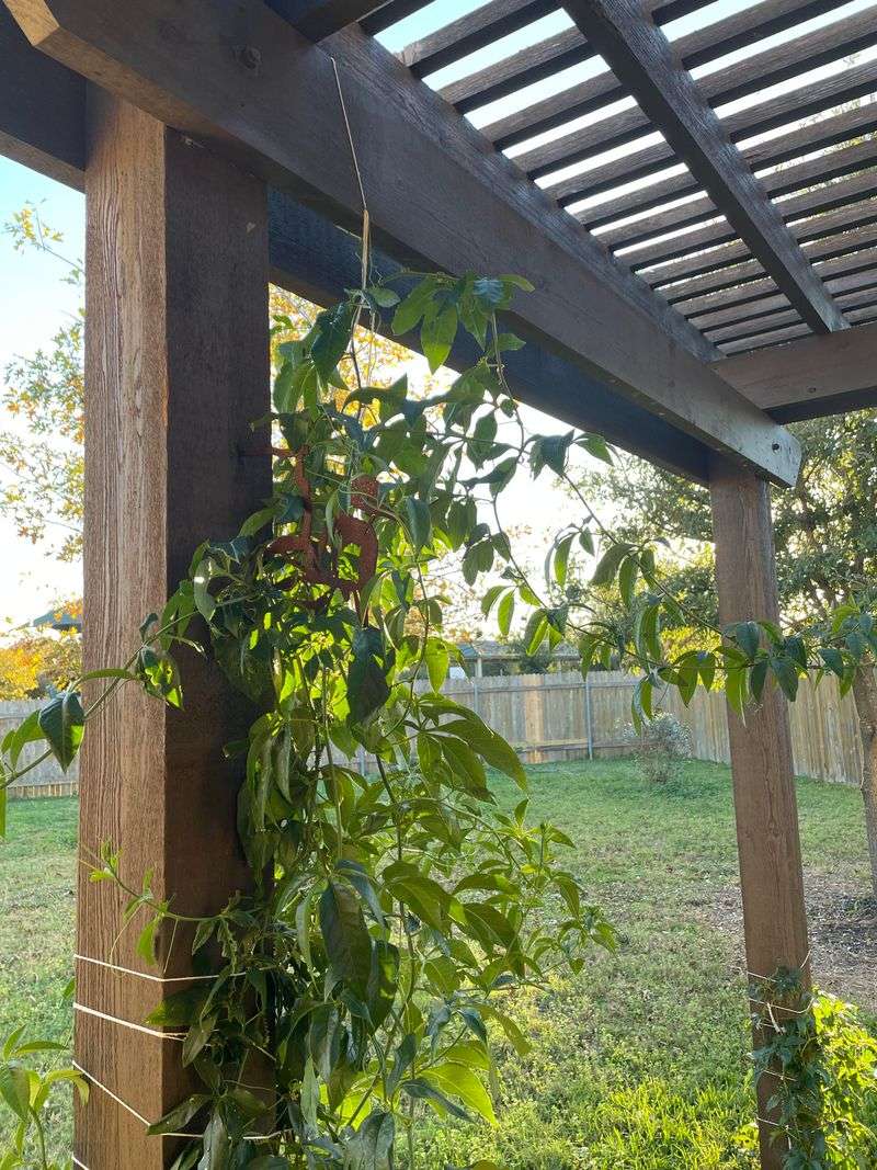 Exposed Vines Taking The Full Blast Of Hot Air