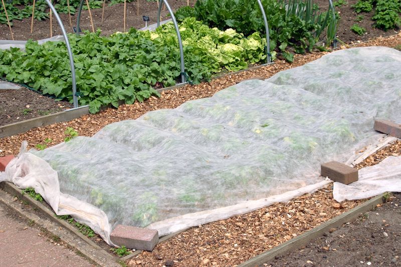 Extend Spinach Planting With Row Cover