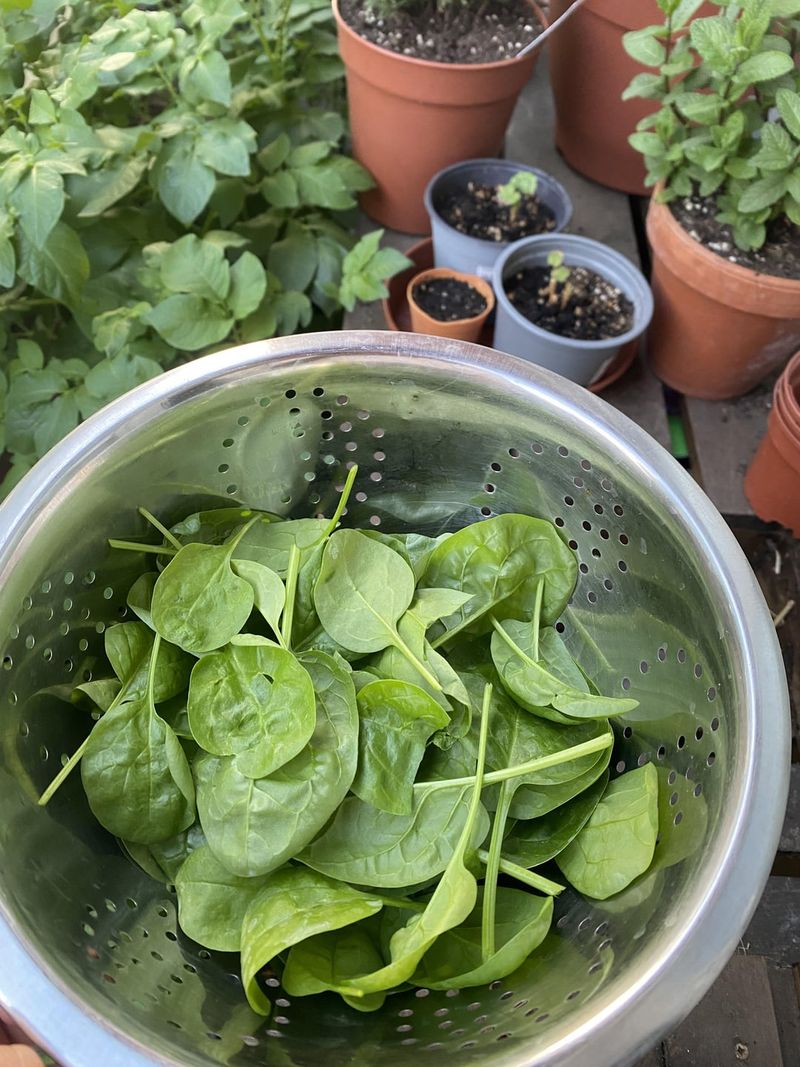 Extend The Harvest As Weather Cools