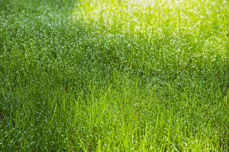 Extended Dew Periods Raise Brown Patch Risk