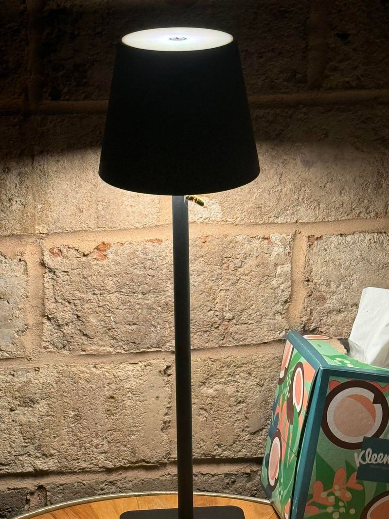 Extended Evening Lighting Extends Wasp Activity Extended Evening Lighting Extends Wasp Activity