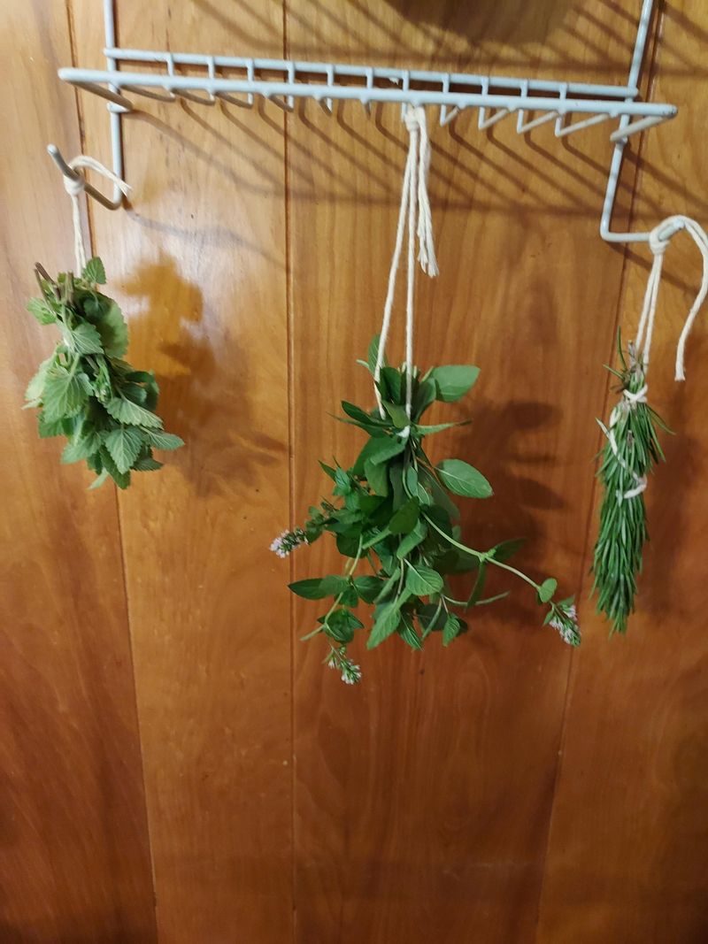 Extra August Stems Become Winter Pantry Supplies
