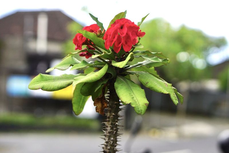 Extra Fertilizer Can Build Stems Instead Of Blooms