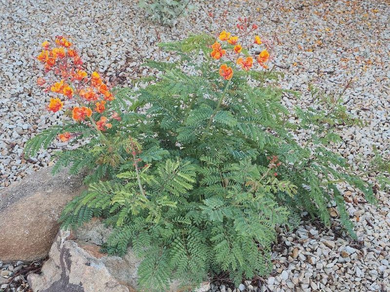 Extra Fertilizer Can Lead To Soft, Weak Stems Extra Fertilizer Can Lead To Soft, Weak Stems