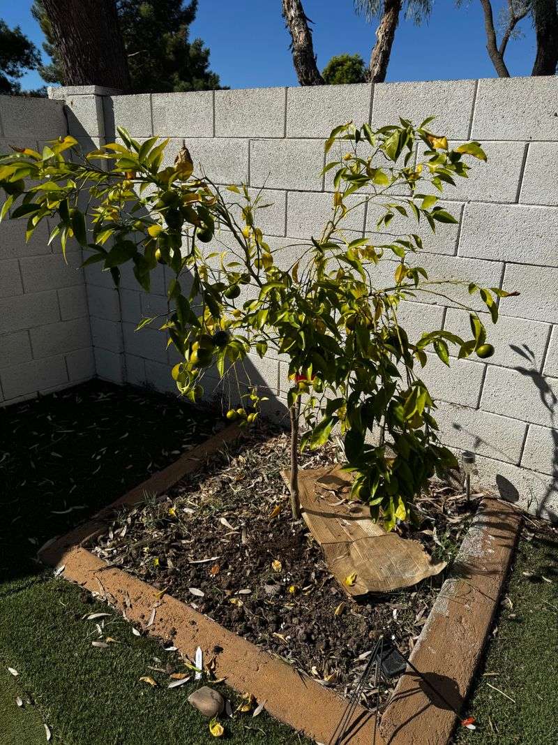 Extra Heat Can Put More Stress On Sensitive Plants Extra Heat Can Put More Stress On Sensitive Plants